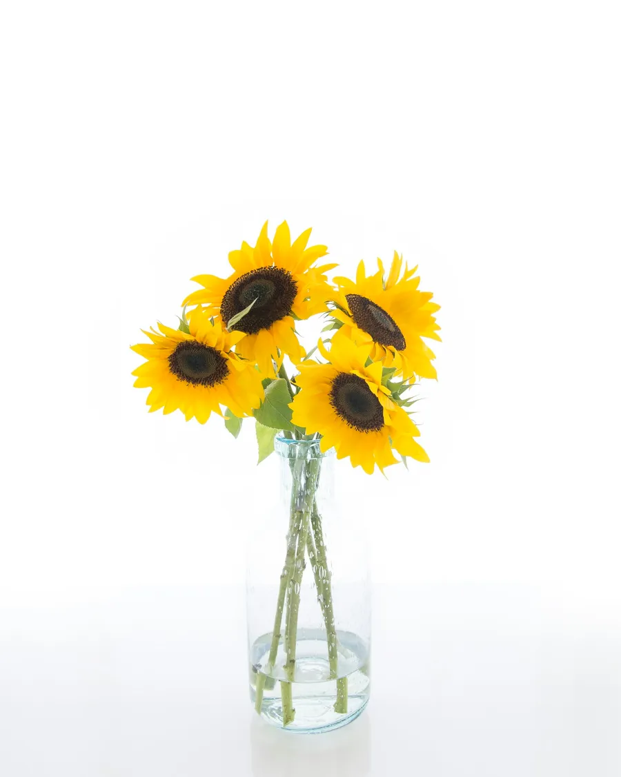 Girasoles en frasco de vidrio