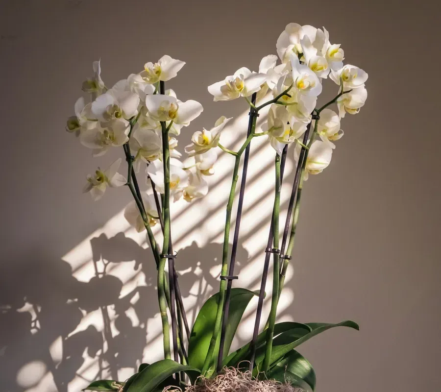 Orquídea blanca en maceta, con luz de persiana detrás