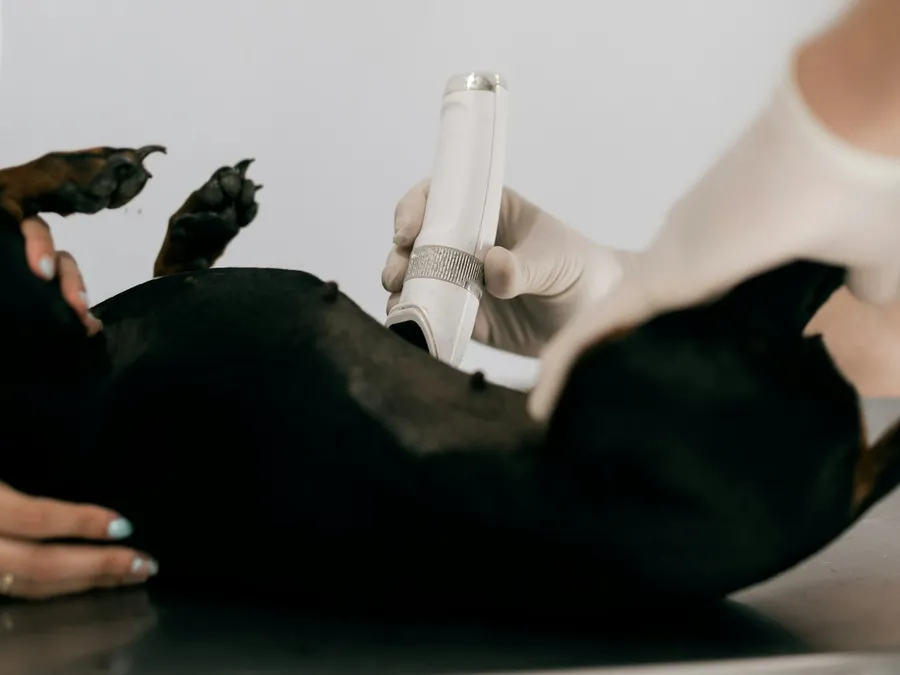 Manos con equipo de ultrasonido sobre un perro en la mesa de exploración
