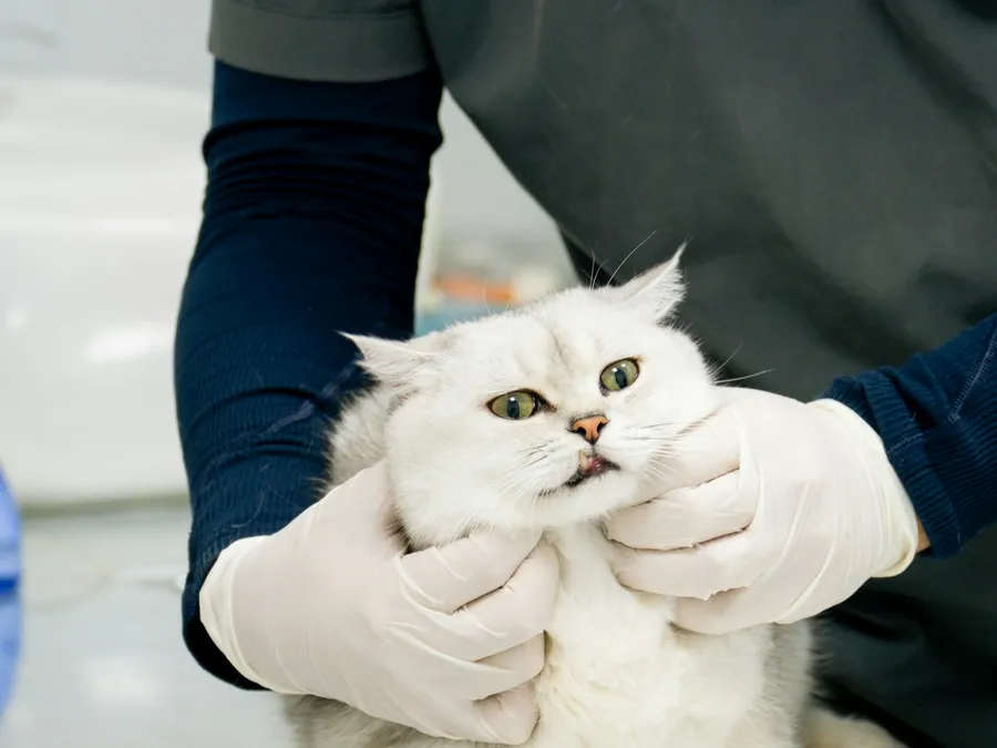 Gato blanco sostenido con cuidado durante la revisión