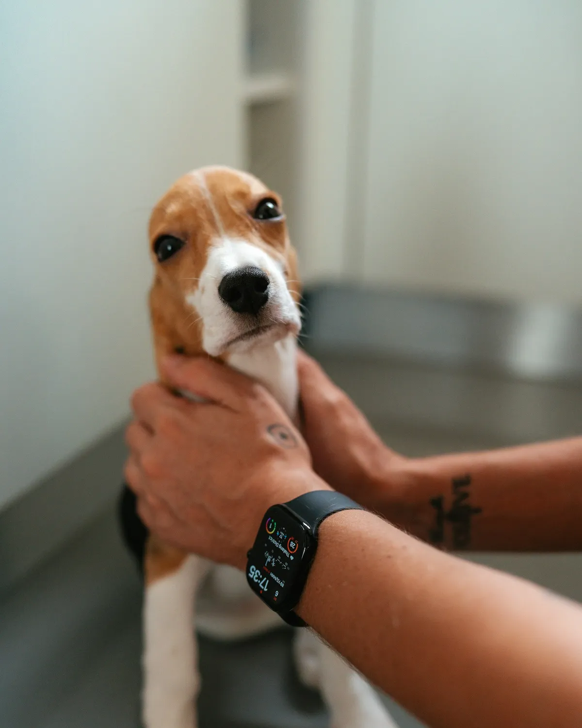 Manos sosteniendo con cuidado a un cachorro beagle en el consultorio