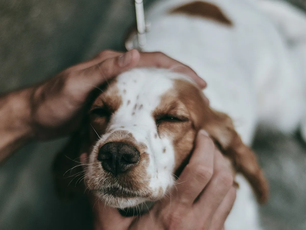 Spaniel sostenido con cuidado, ojos cerrados